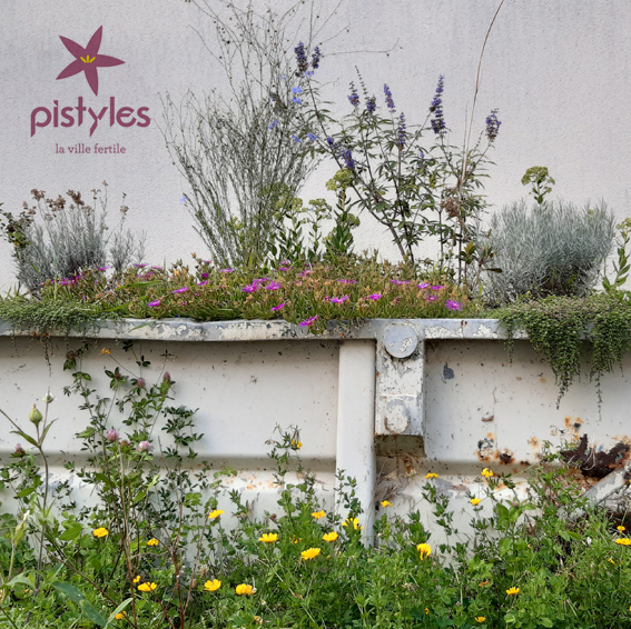 Pistymes