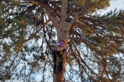Élaguer un arbre, ce n’est pas simplement couper des branches