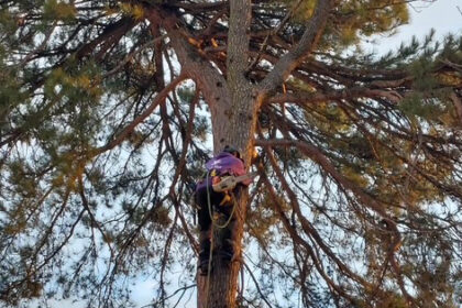 Élaguer un arbre, ce n’est pas simplement couper des branches