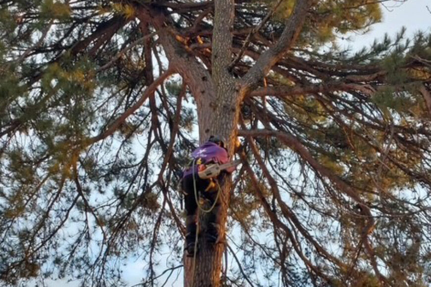 Élaguer un arbre, ce n’est pas simplement couper des branches