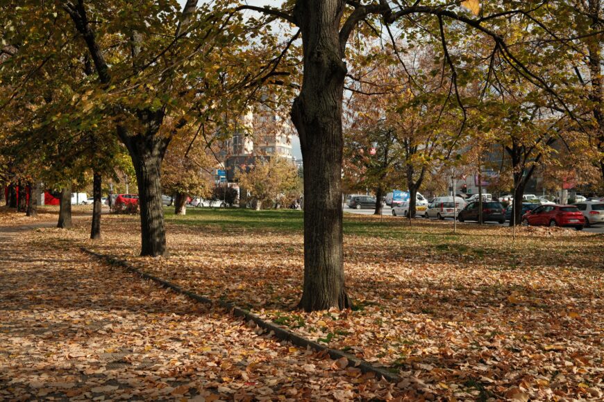 Faut-il vraiment ramasser toutes les feuilles mortes ?